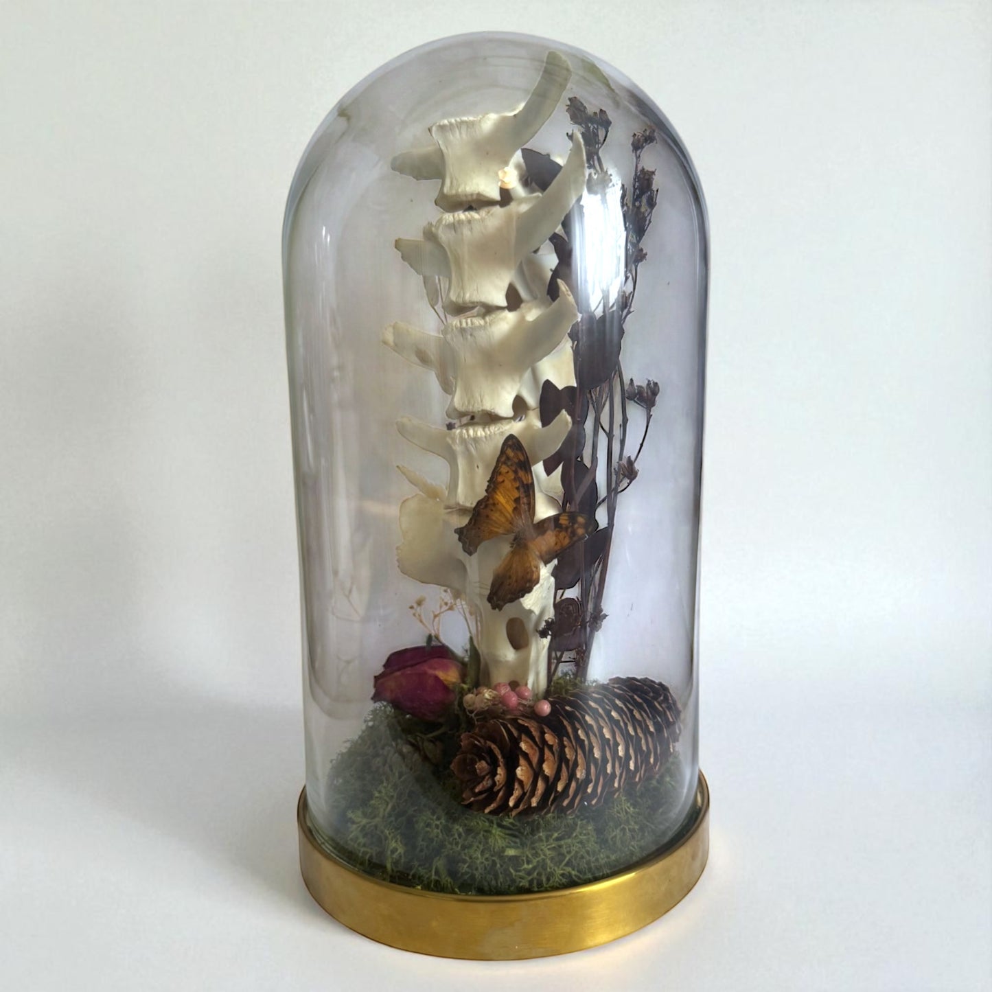 Spine Domes