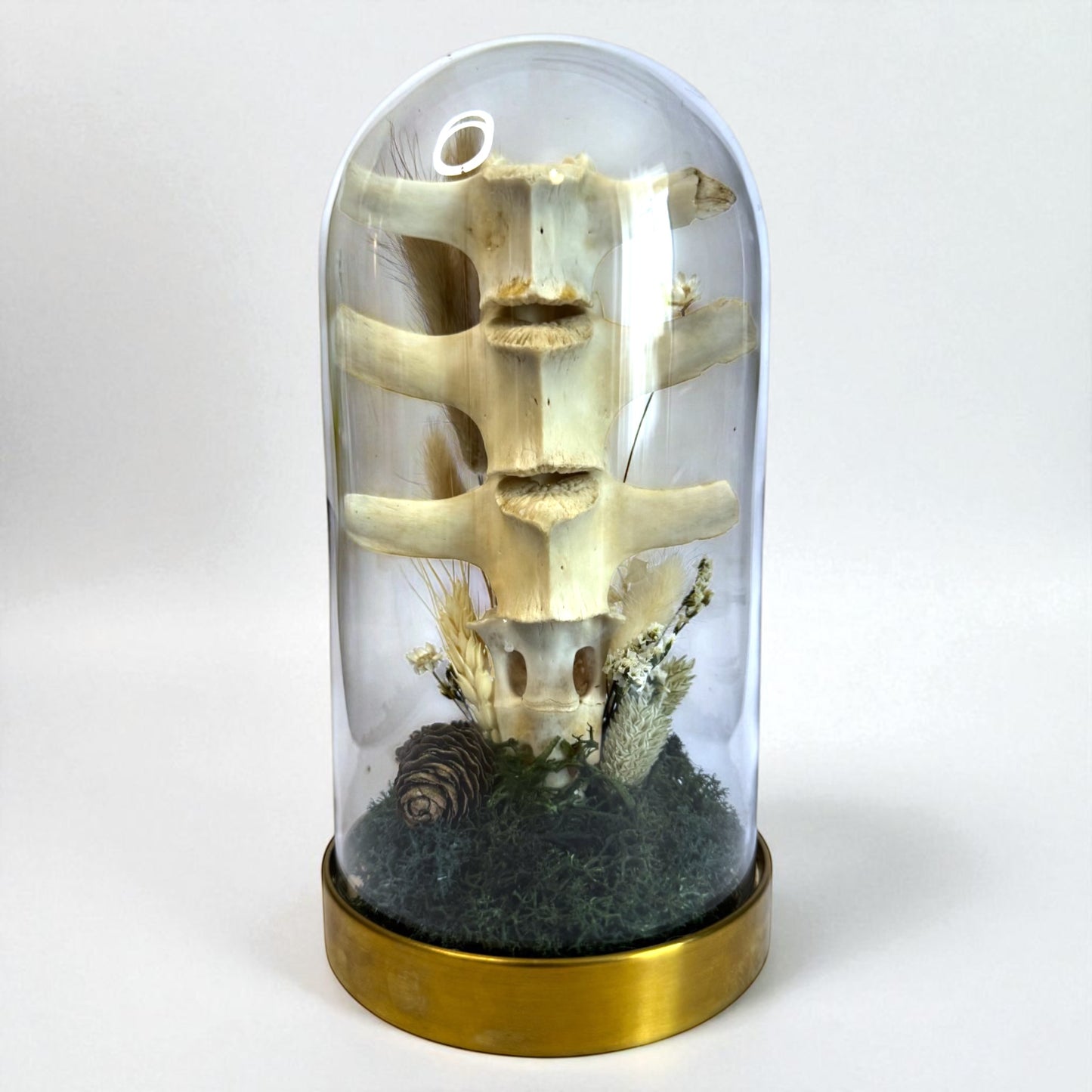 Spine Domes