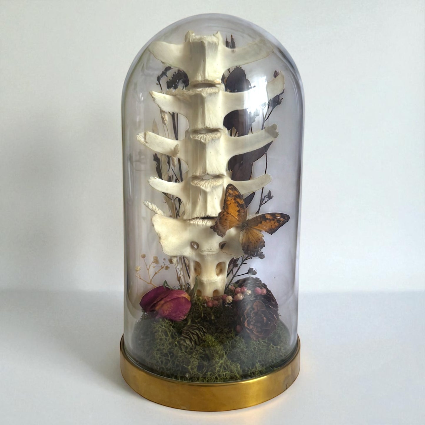 Spine Domes