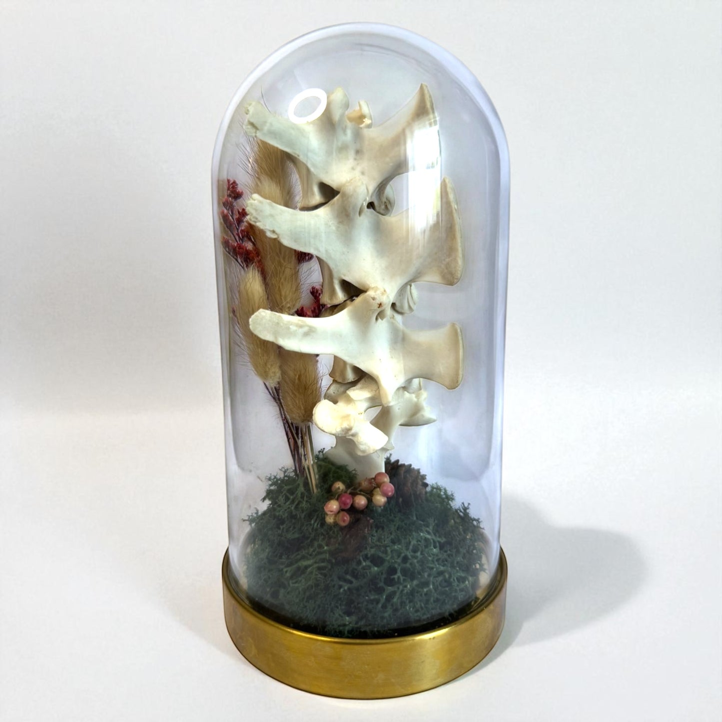 Spine Domes