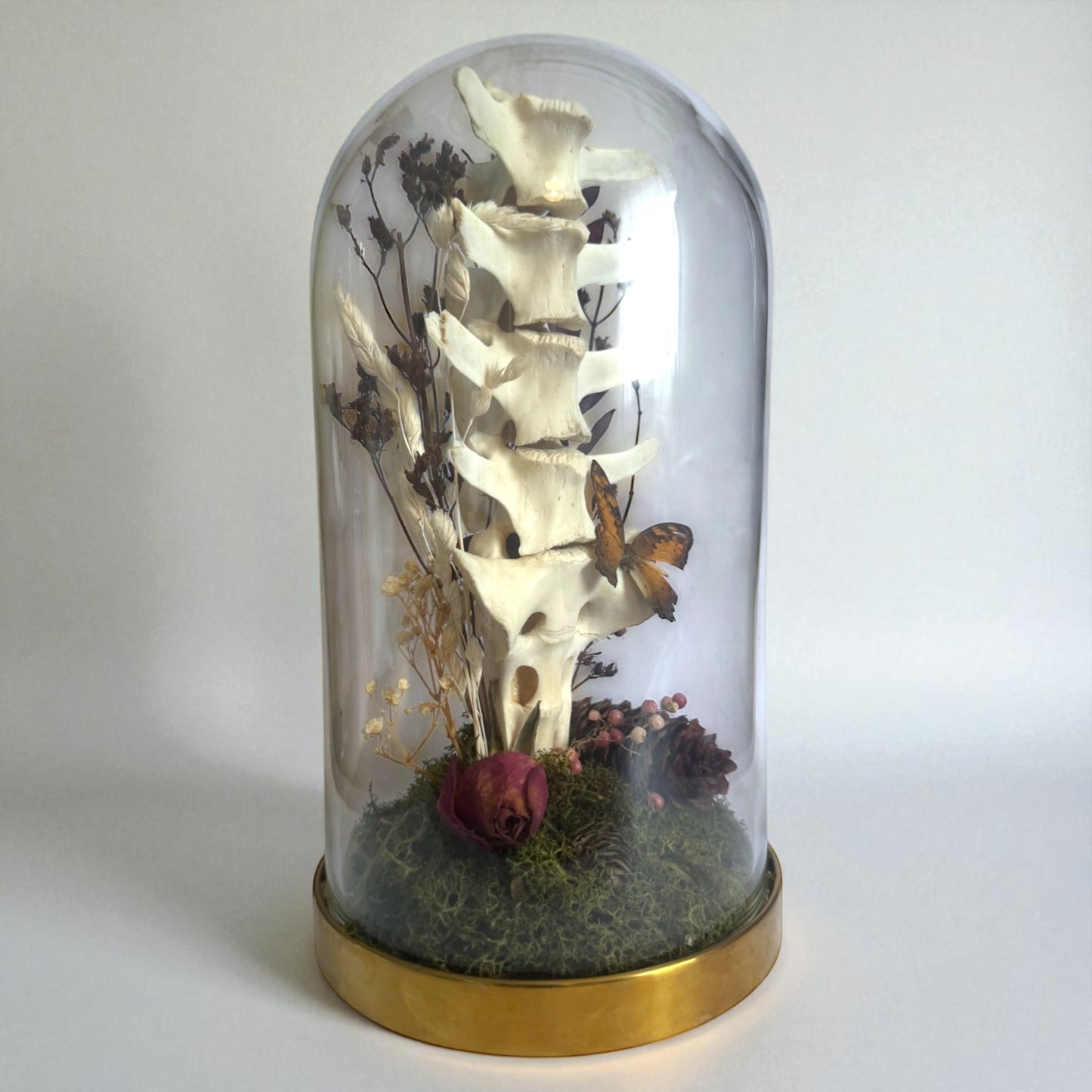Spine Domes