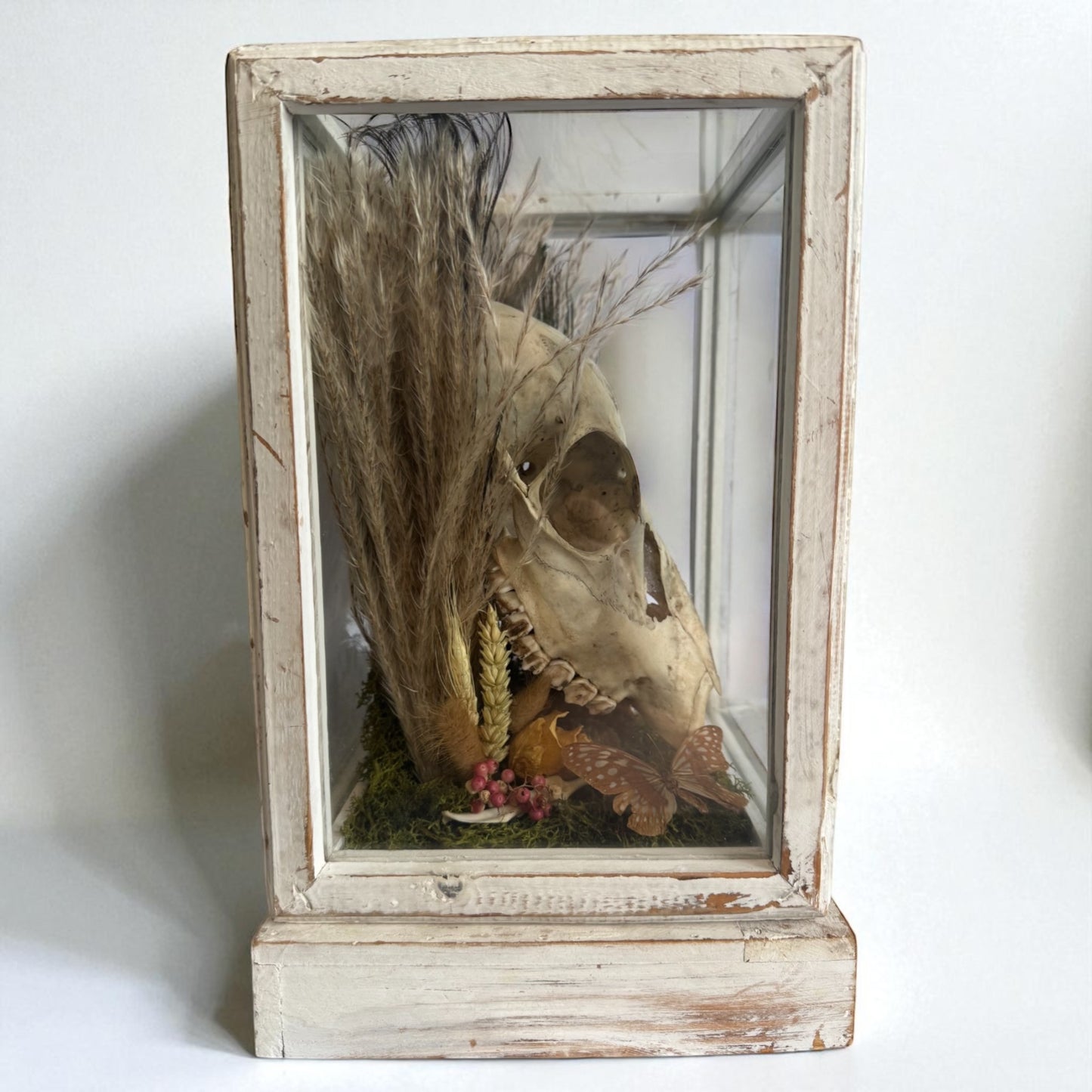 Deer Skull Vintage Wood and Glass Display