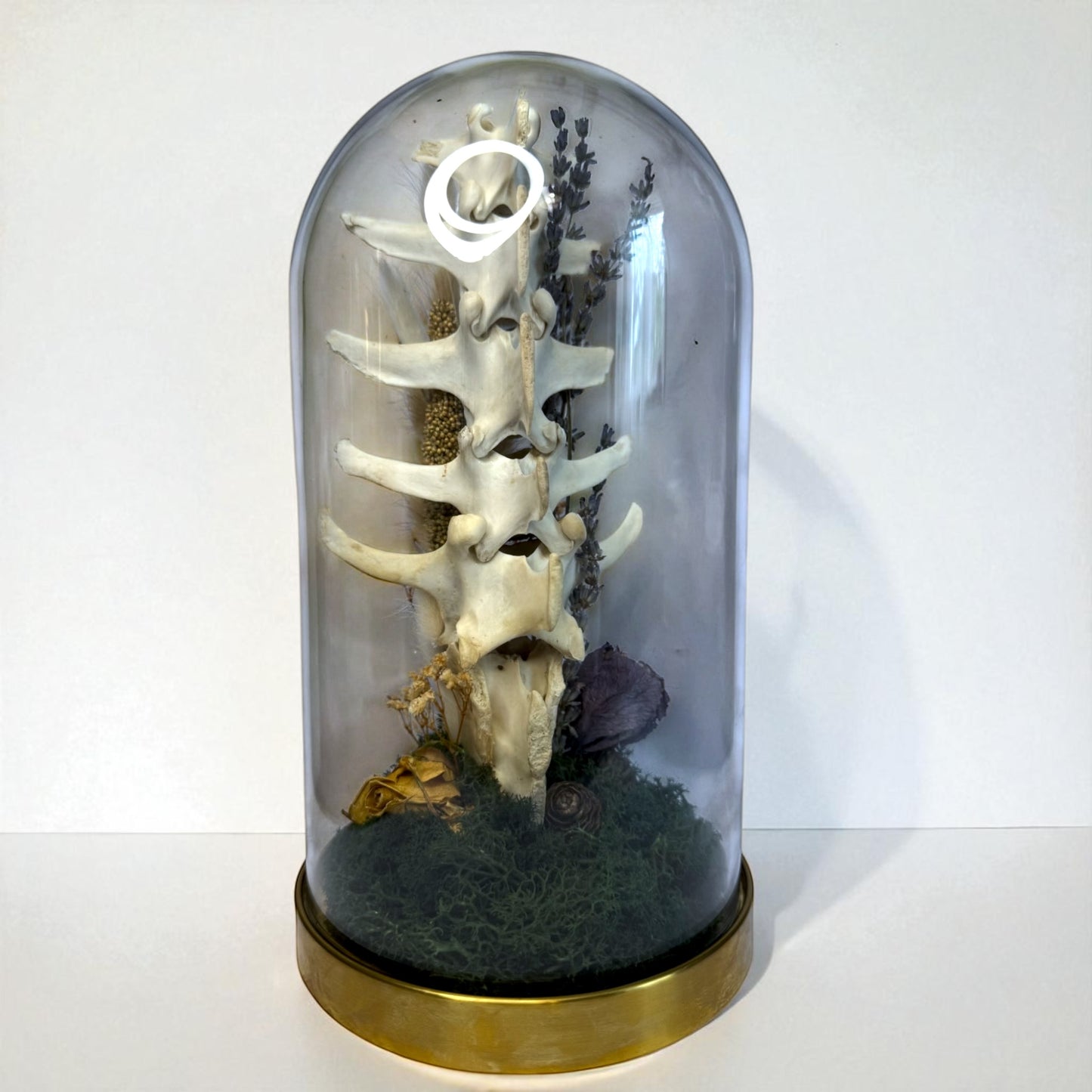 Spine Domes