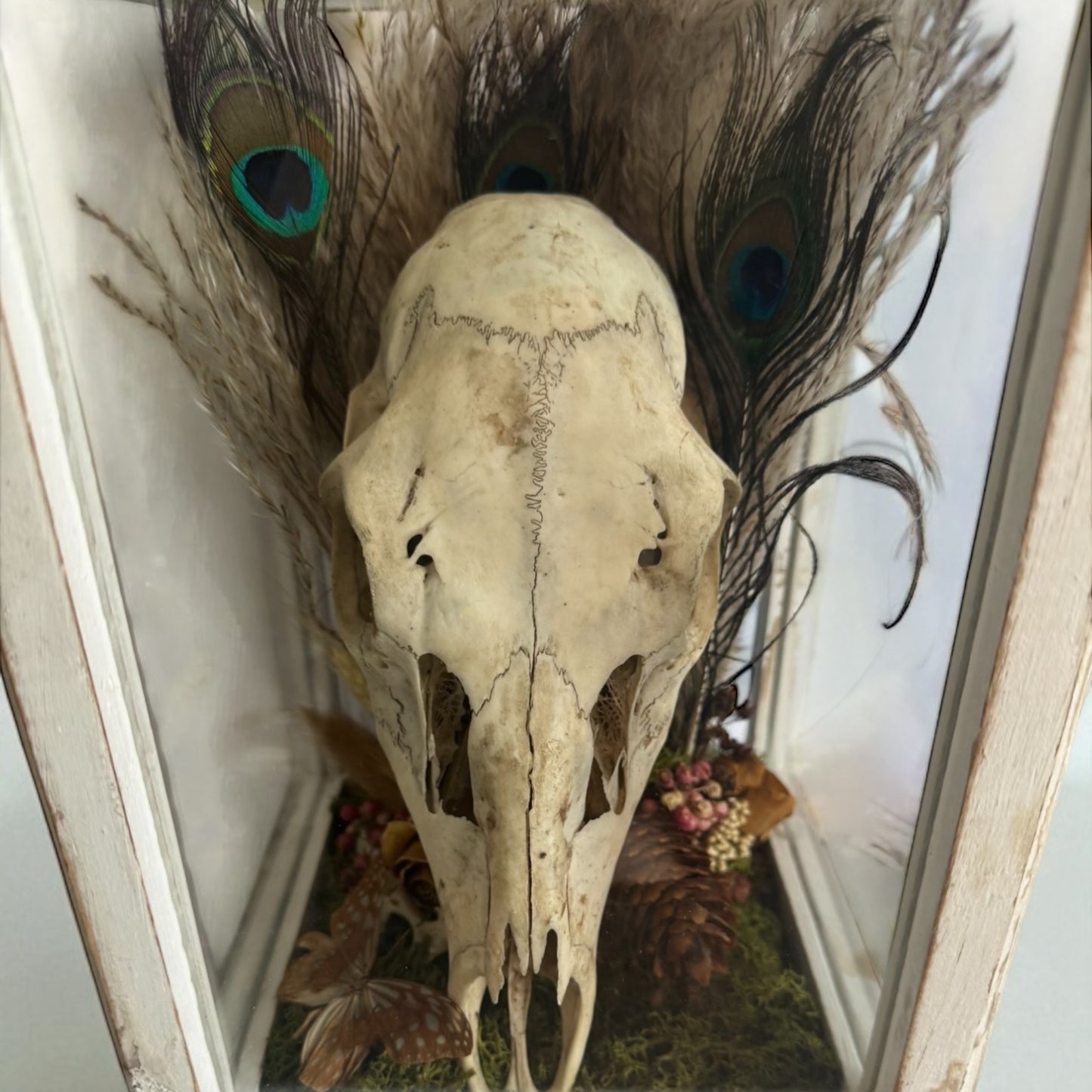 Deer Skull Vintage Wood and Glass Display