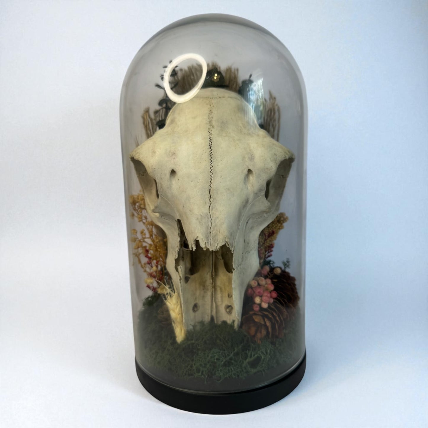 Large Sheep Skull Dome