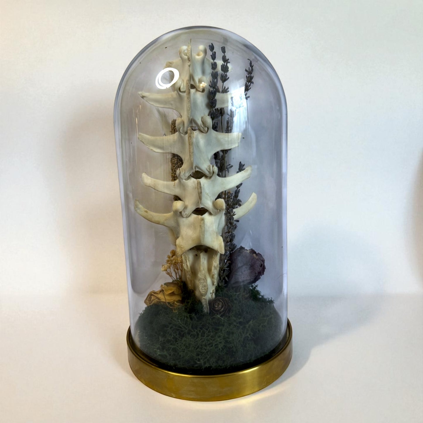 Spine Domes