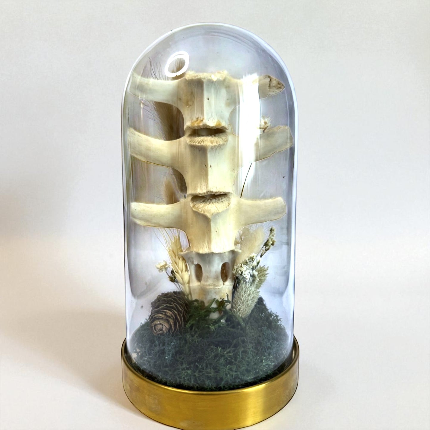 Spine Domes