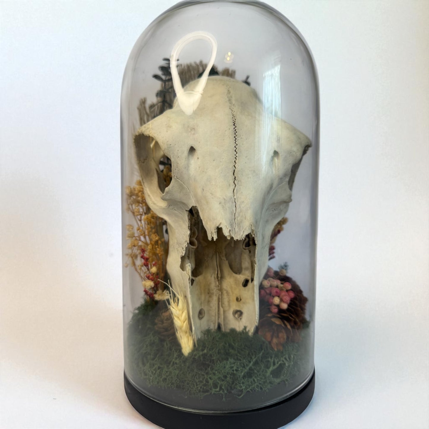Large Sheep Skull Dome