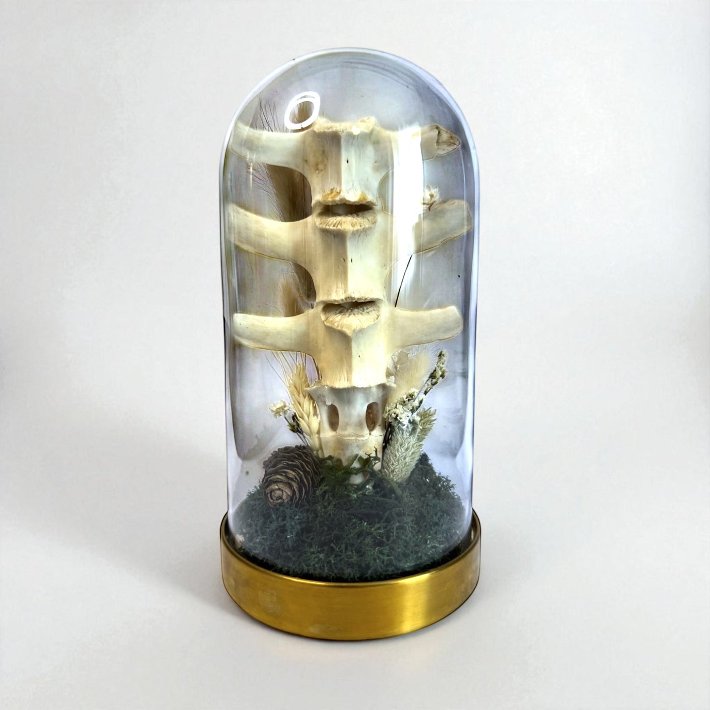 Spine Domes
