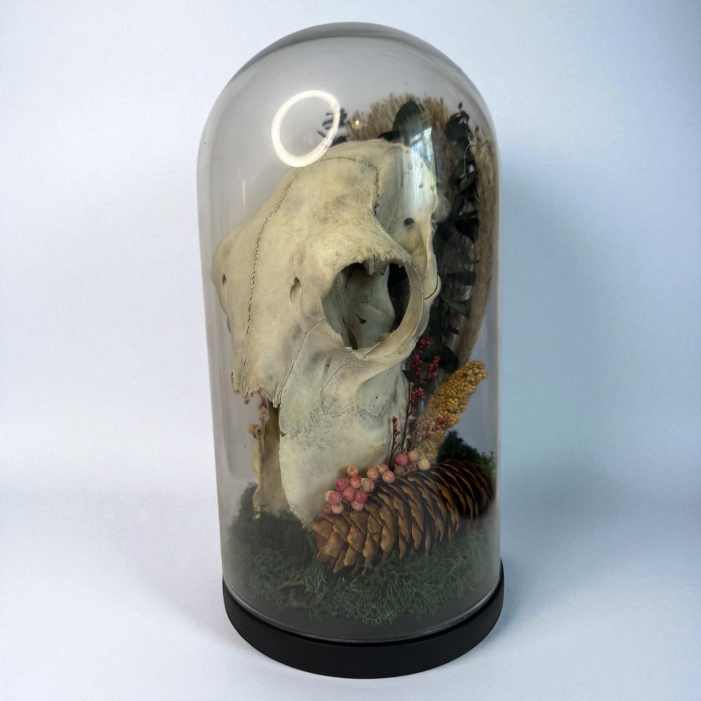 Large Sheep Skull Dome