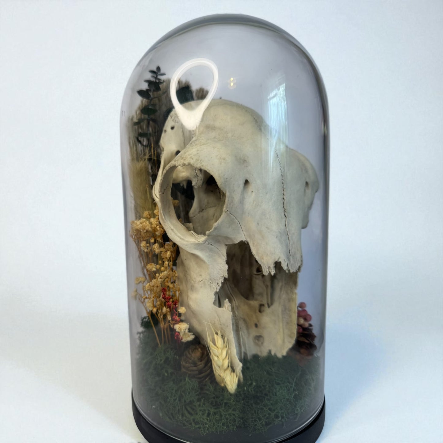 Large Sheep Skull Dome