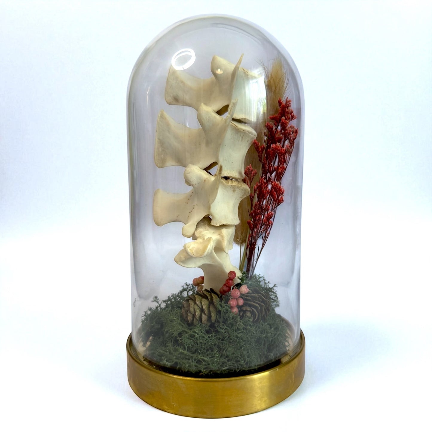 Spine Domes