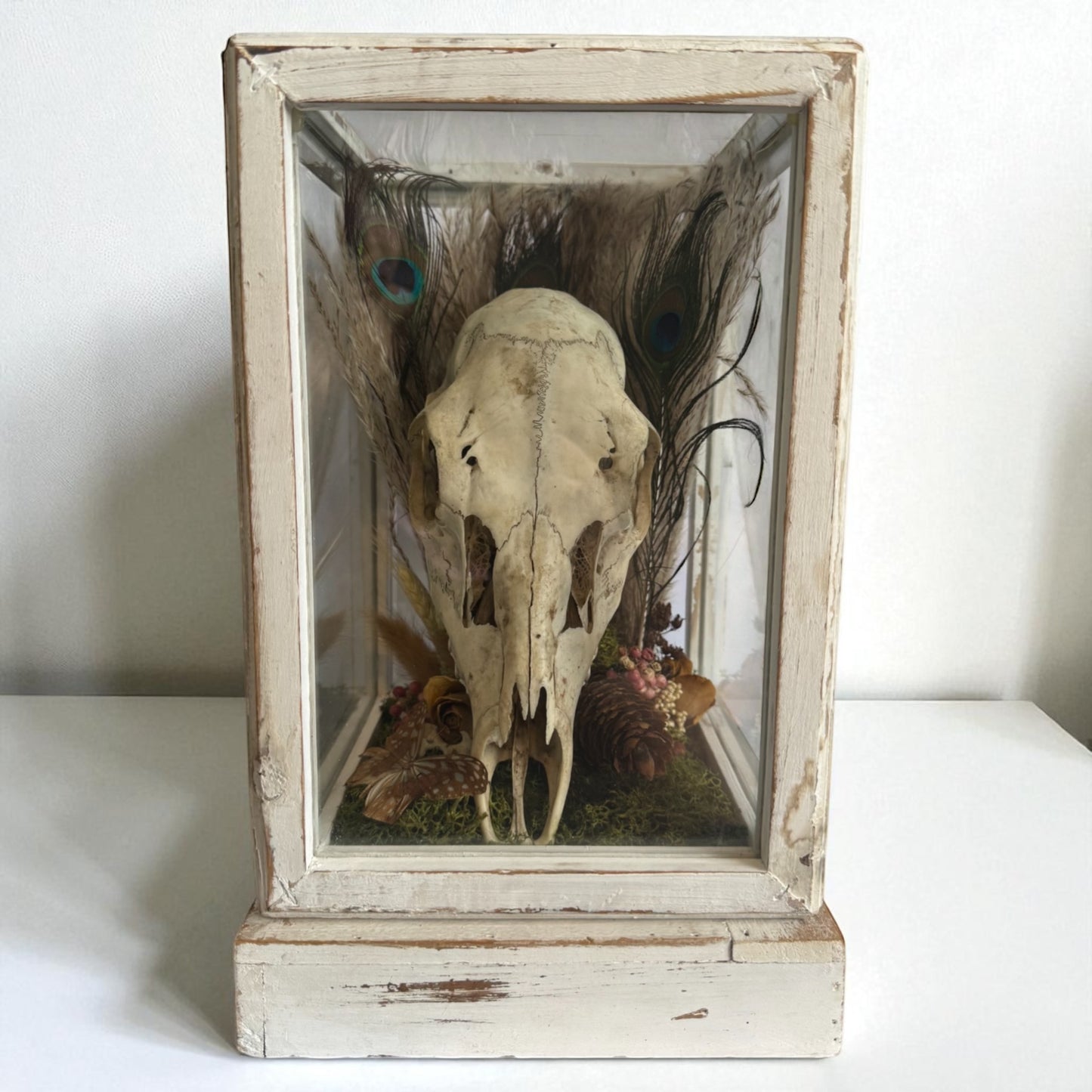 Deer Skull Vintage Wood and Glass Display