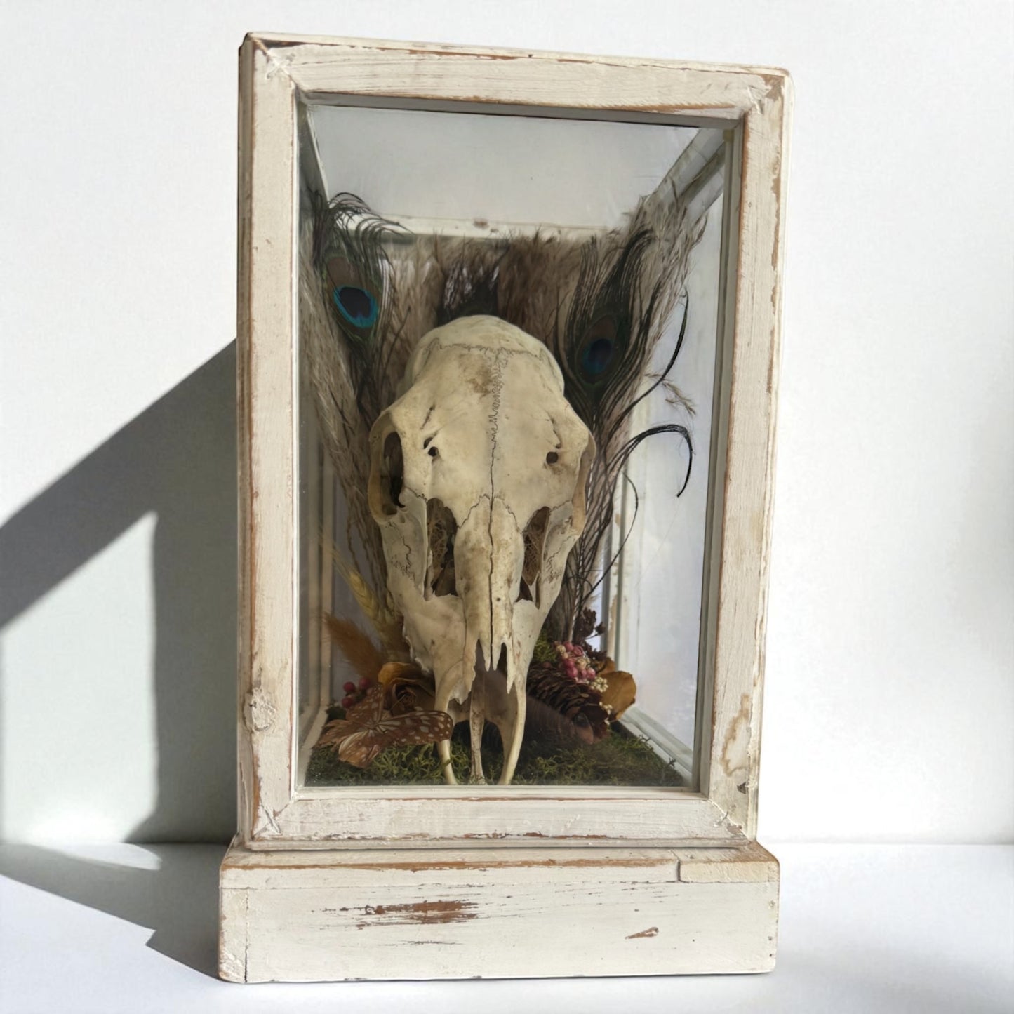 Deer Skull Vintage Wood and Glass Display