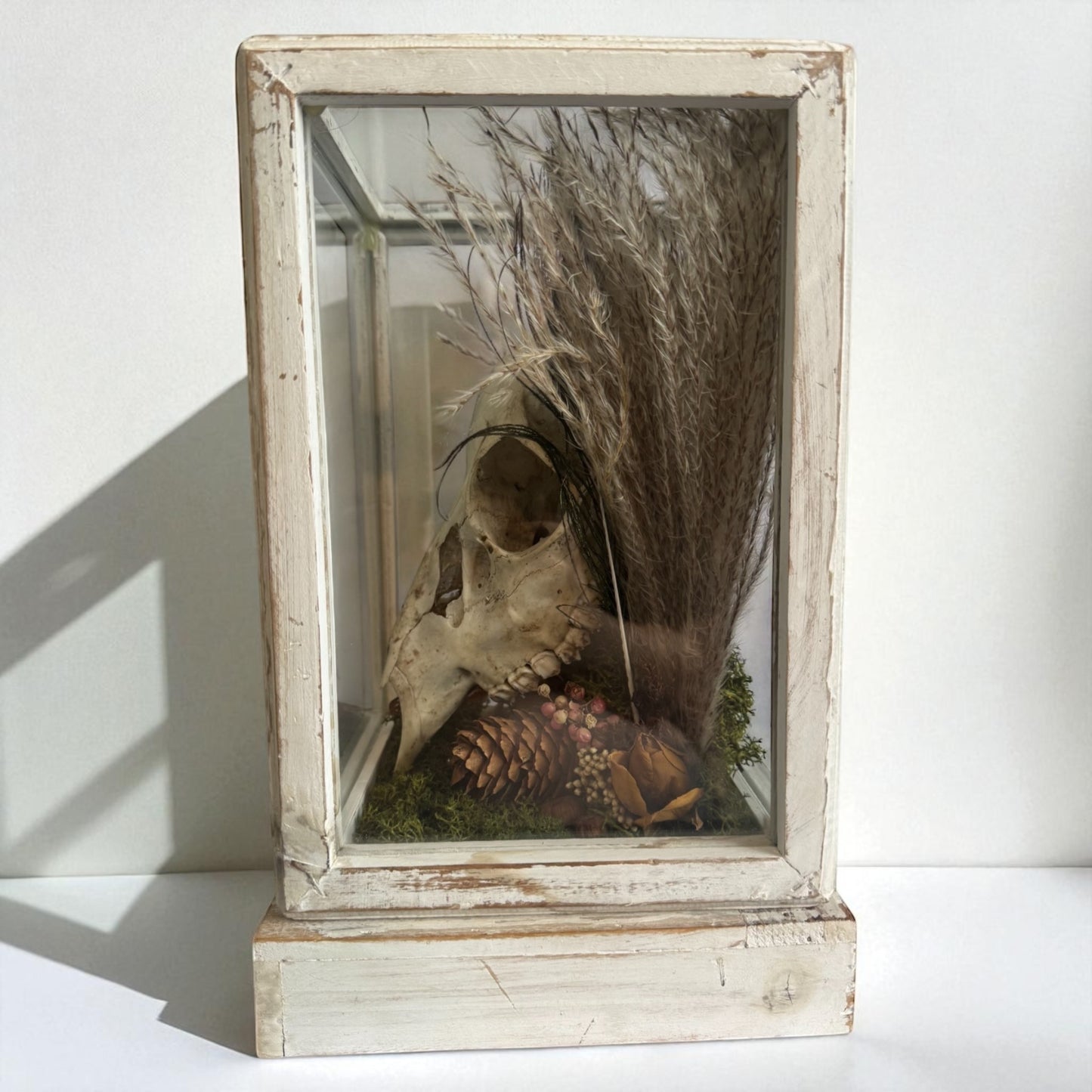 Deer Skull Vintage Wood and Glass Display