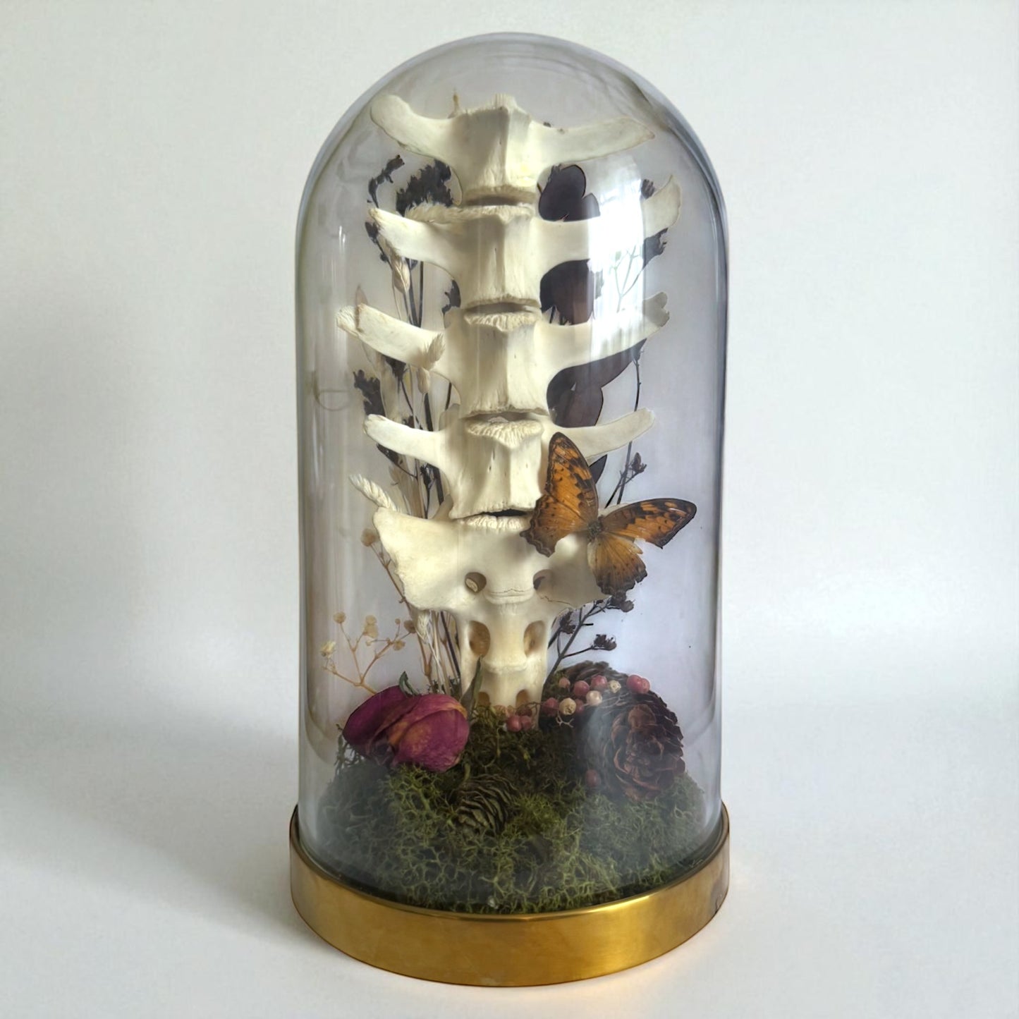 Spine Domes