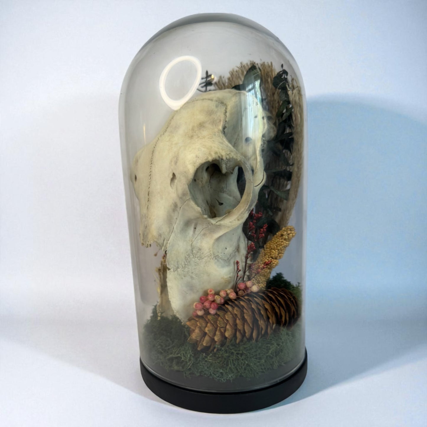 Large Sheep Skull Dome
