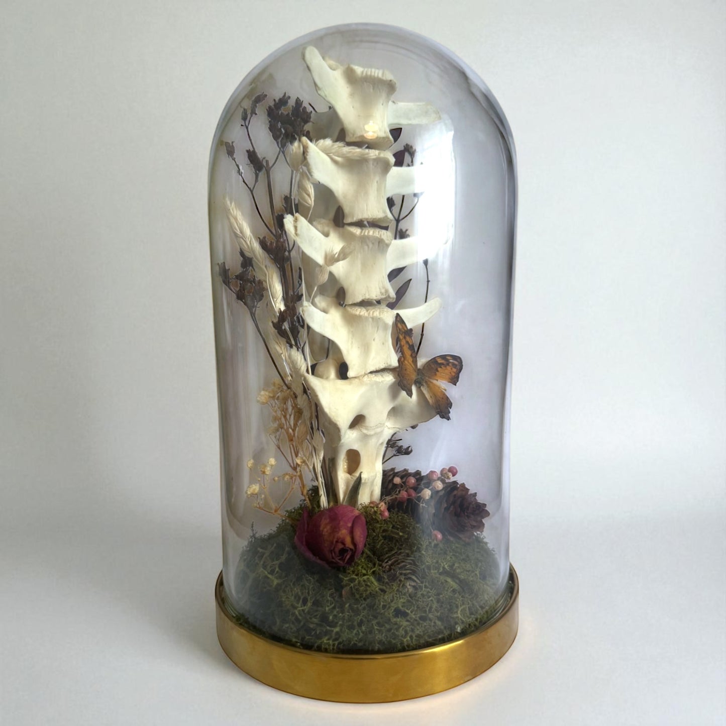 Spine Domes
