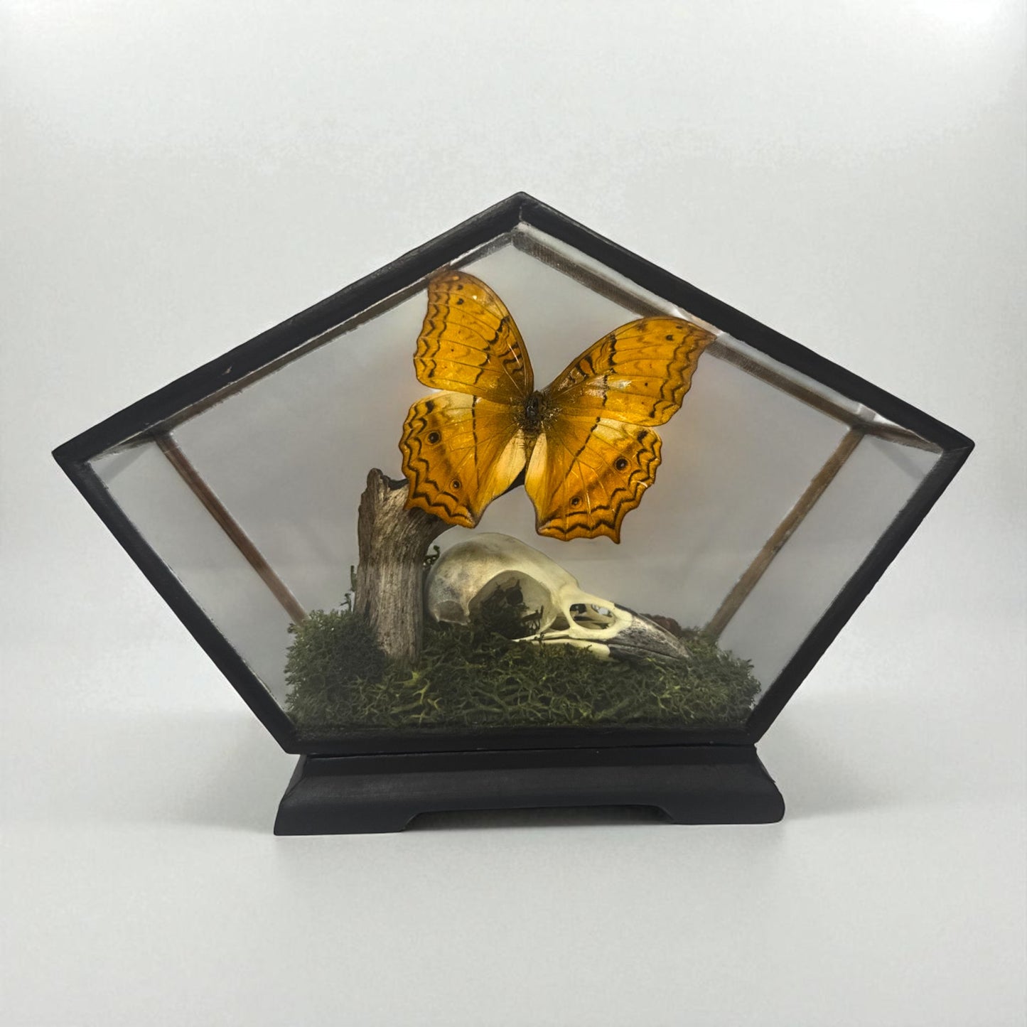 Vintage Wood & Glass Display Cases