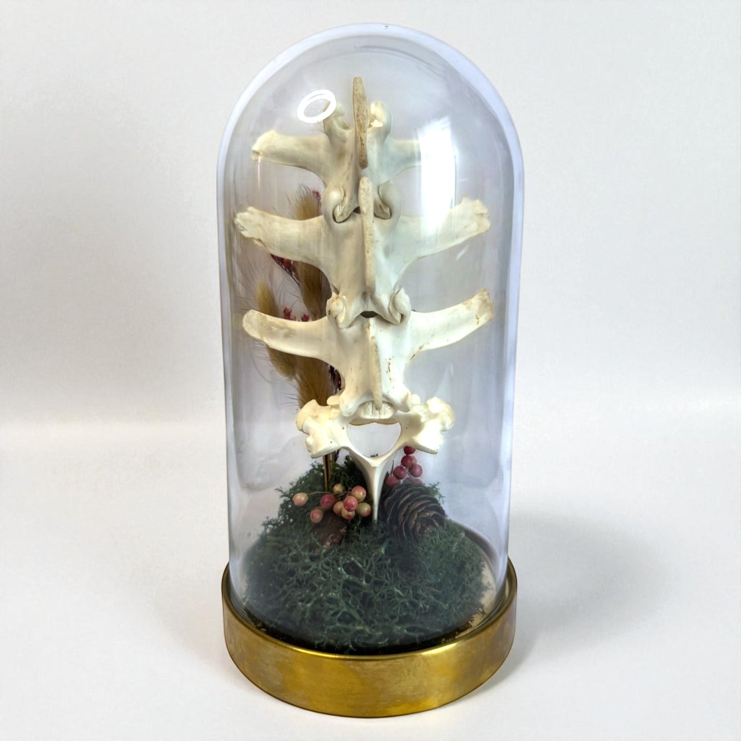 Spine Domes