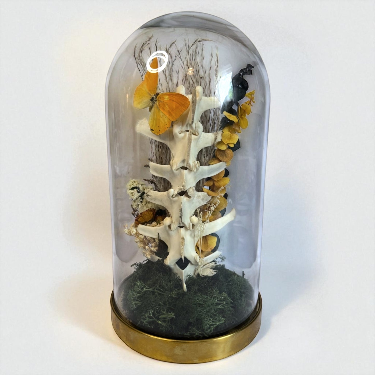 Spine Domes