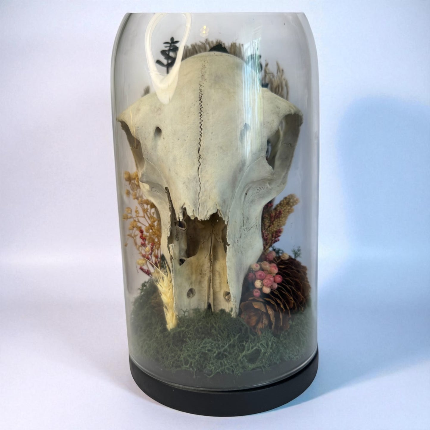 Large Sheep Skull Dome