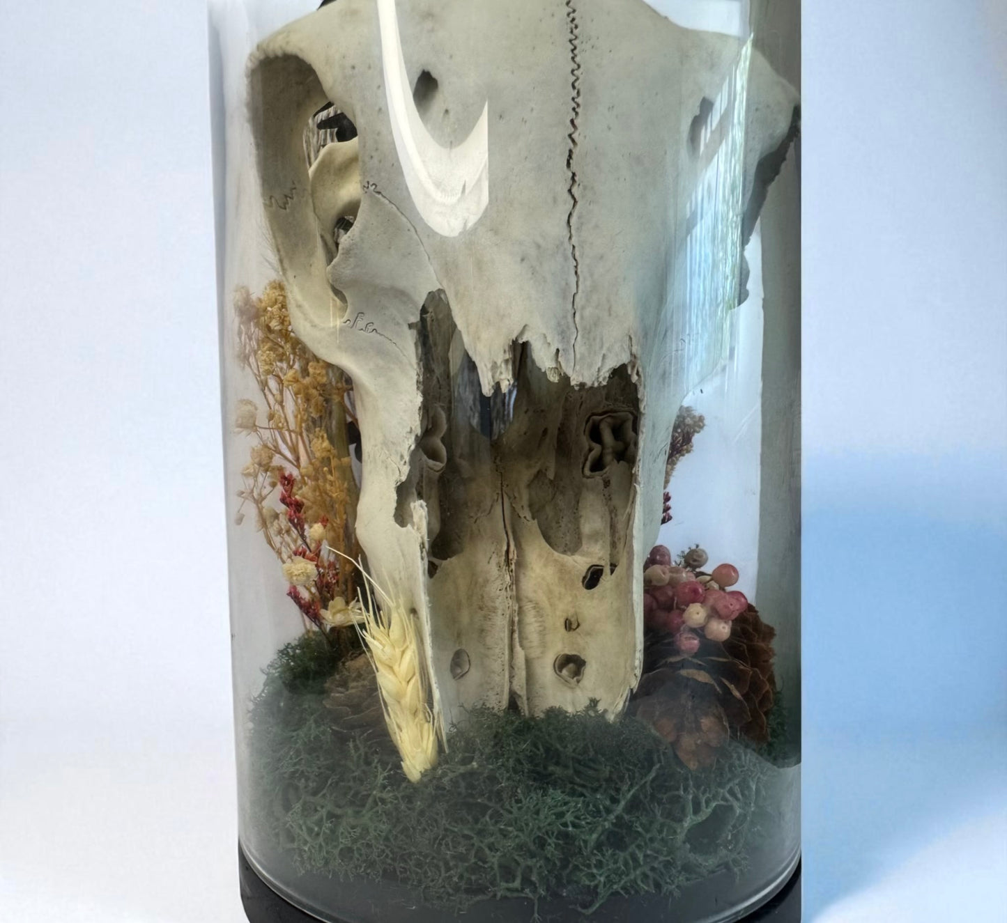 Large Sheep Skull Dome
