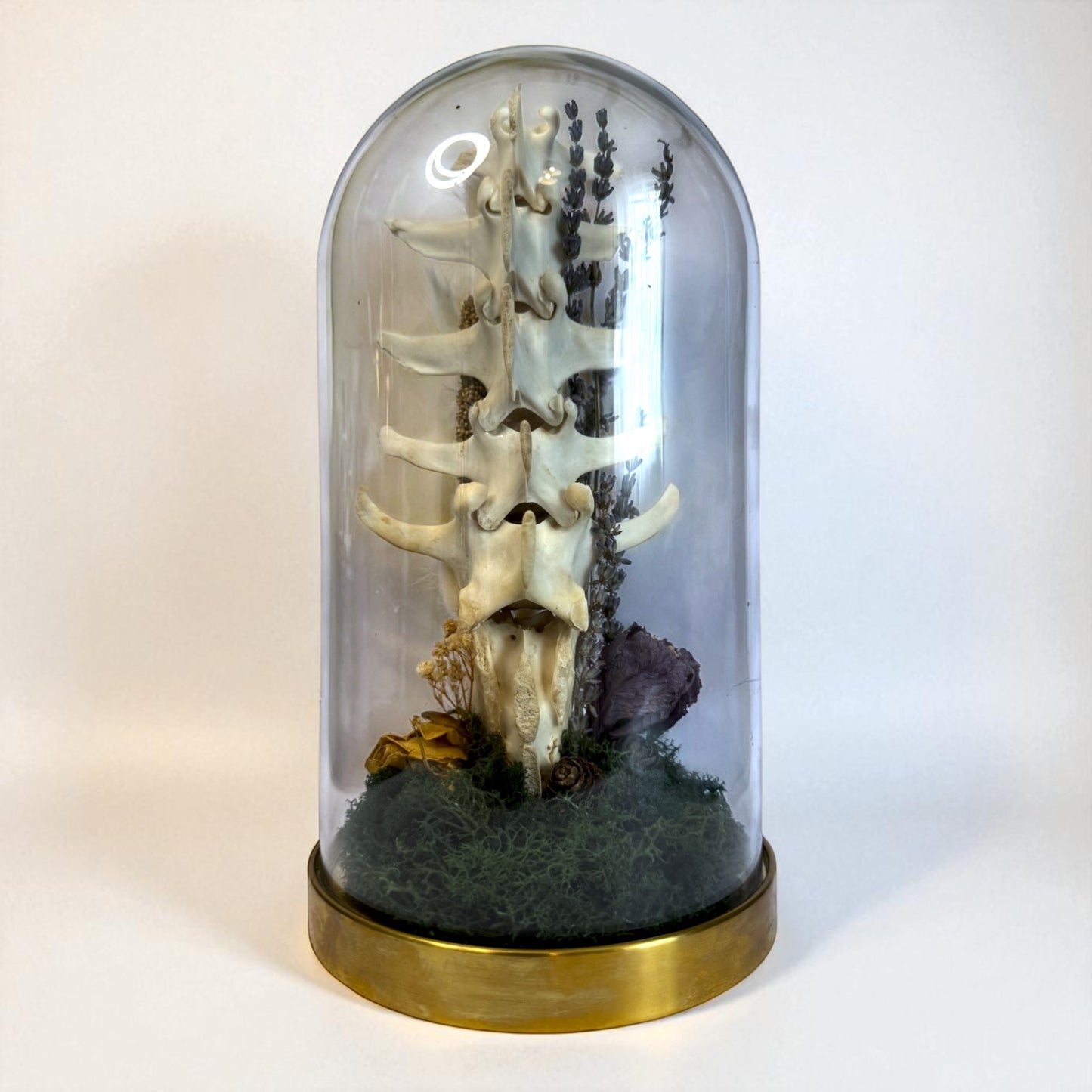 Spine Domes