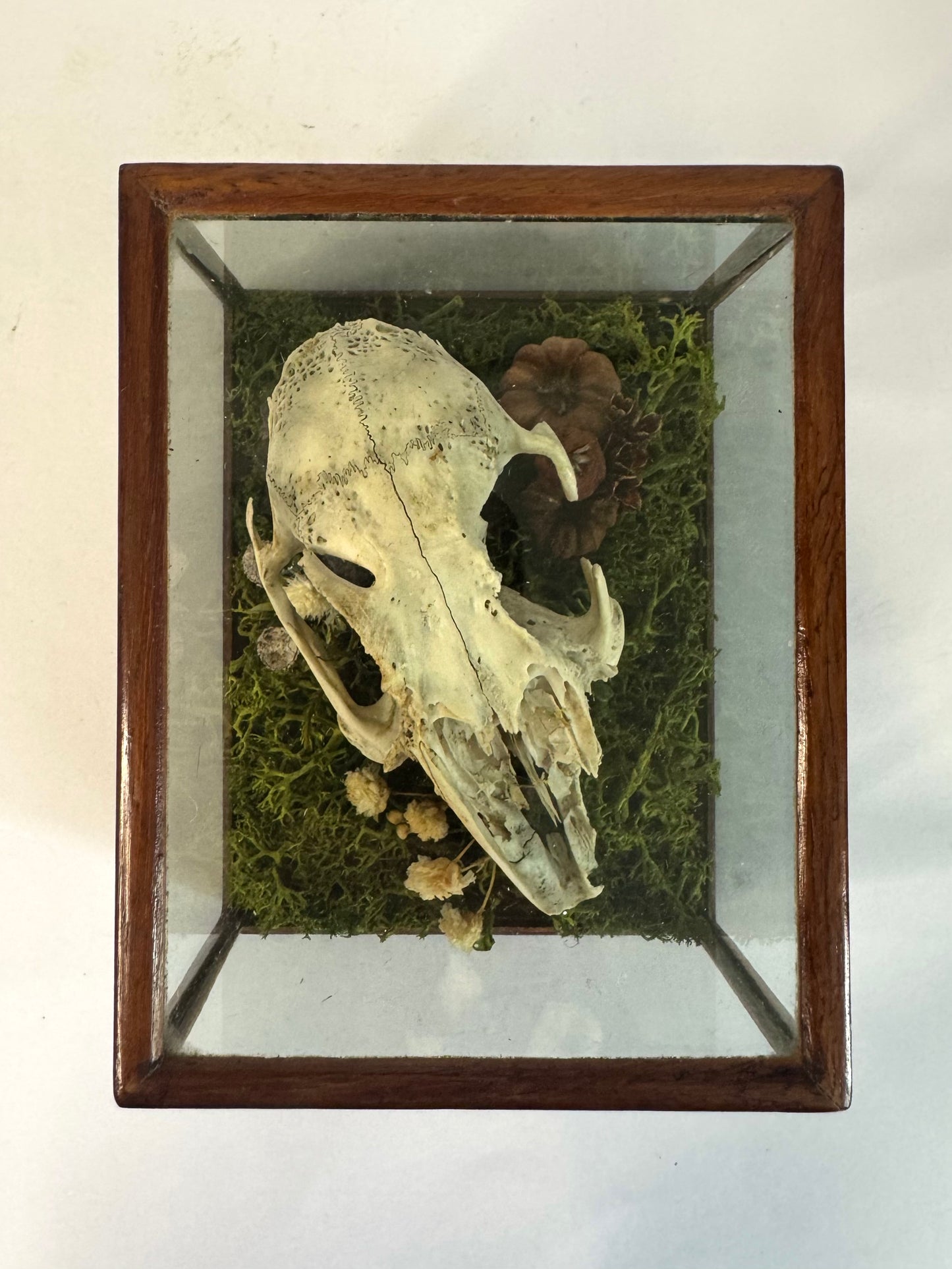 Vintage Wood & Glass Display Cases