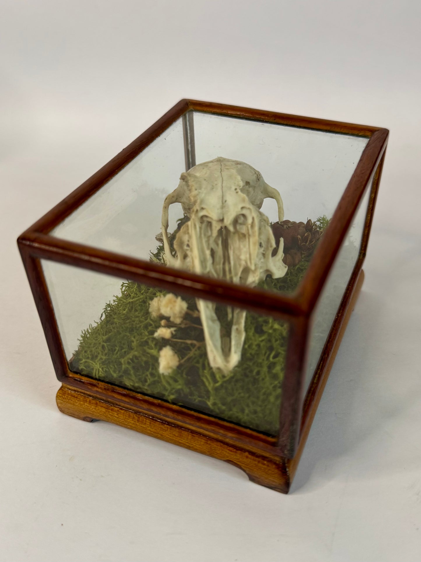 Vintage Wood & Glass Display Cases