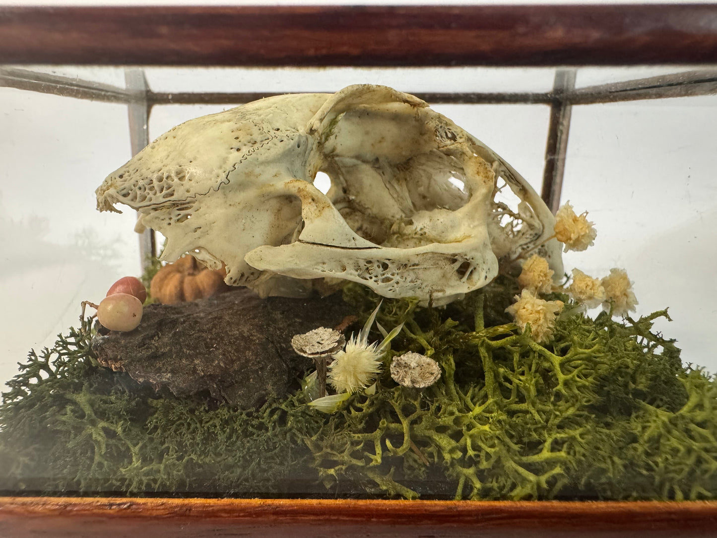 Vintage Wood & Glass Display Cases