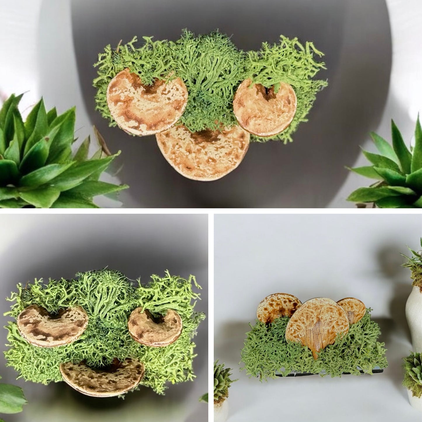 Mushroom Magnets