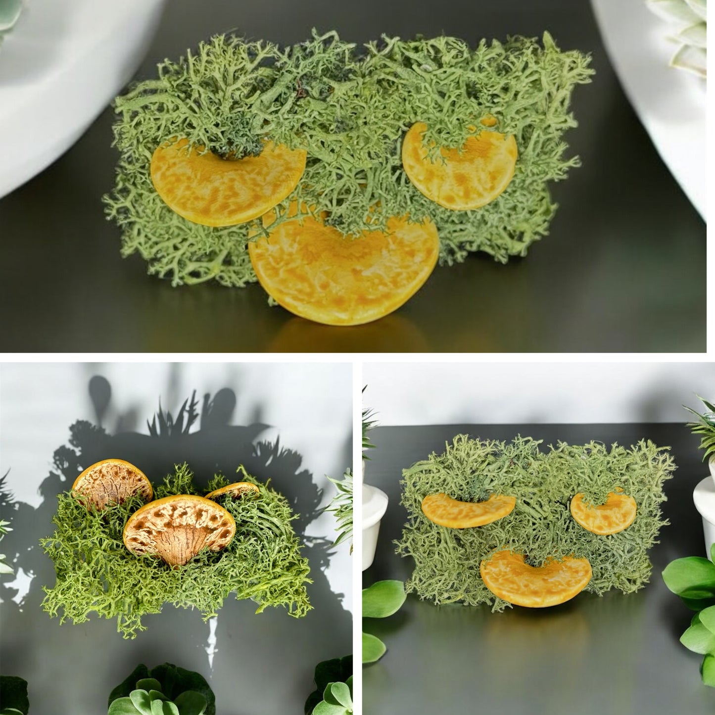 Mushroom Magnets