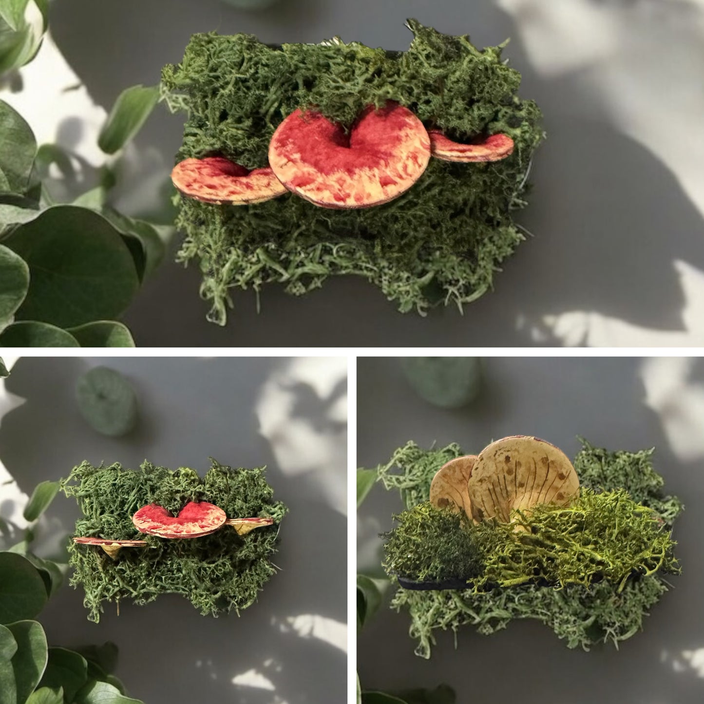 Mushroom Magnets