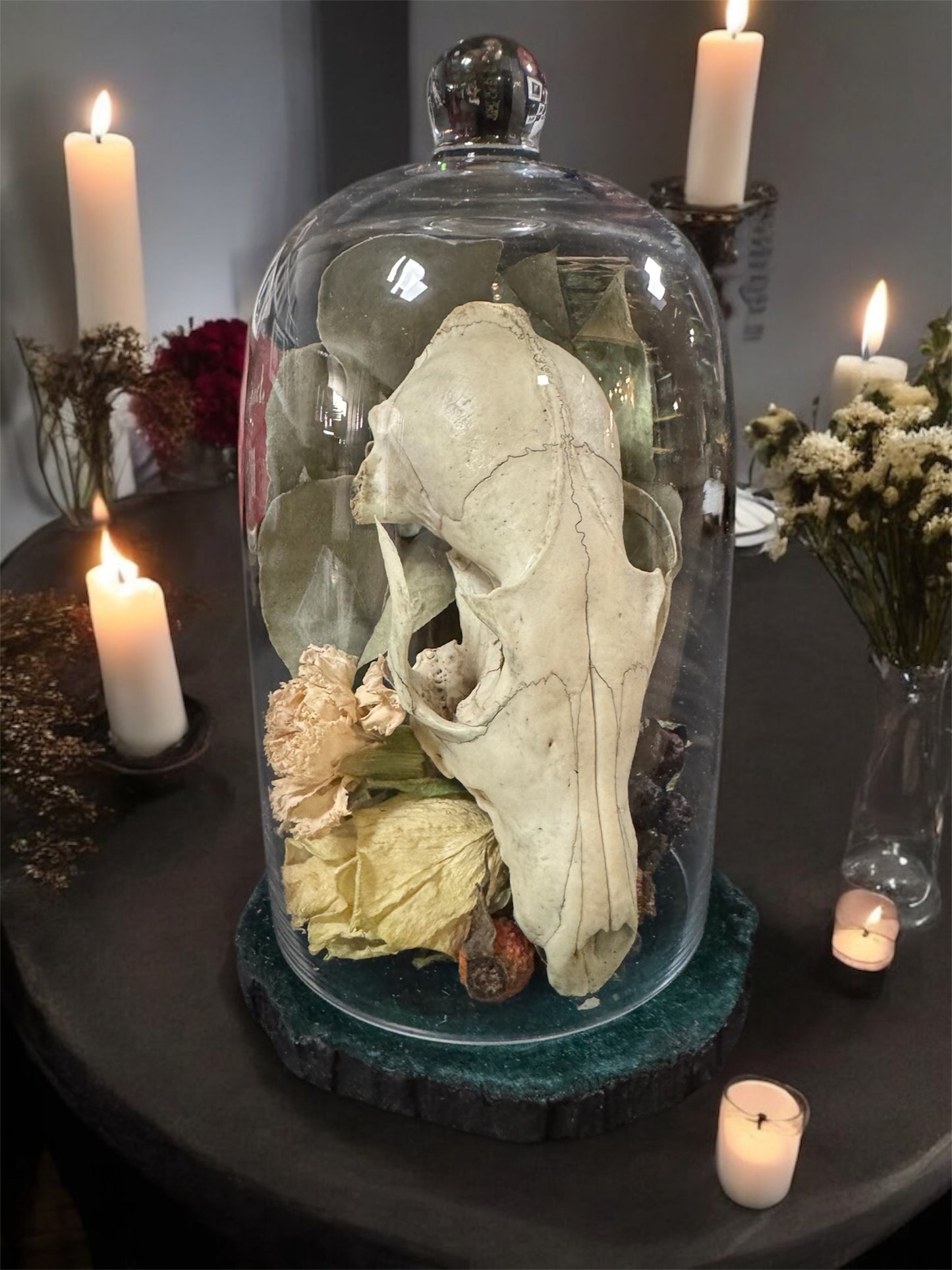 Fox Skull Tall Dome