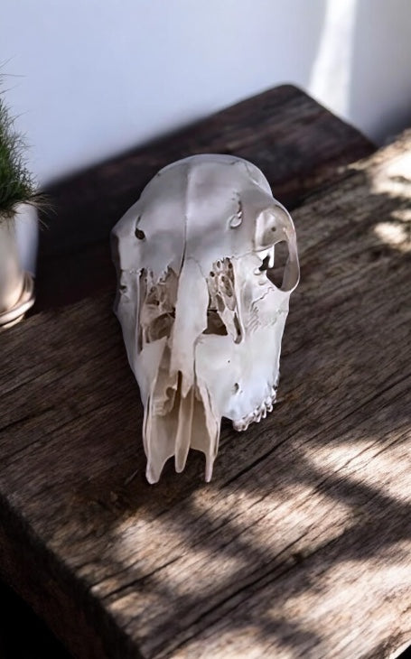 Deer Skull