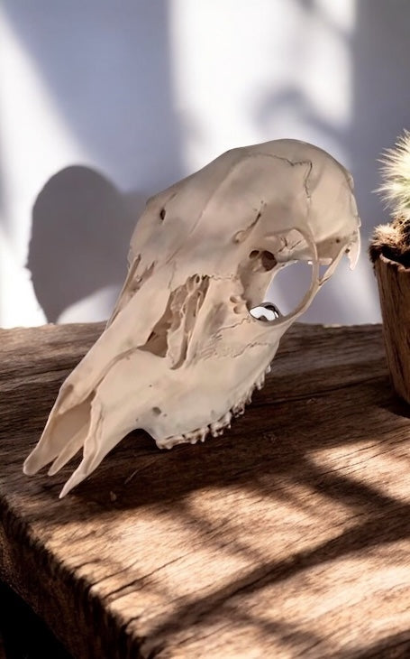 Deer Skull
