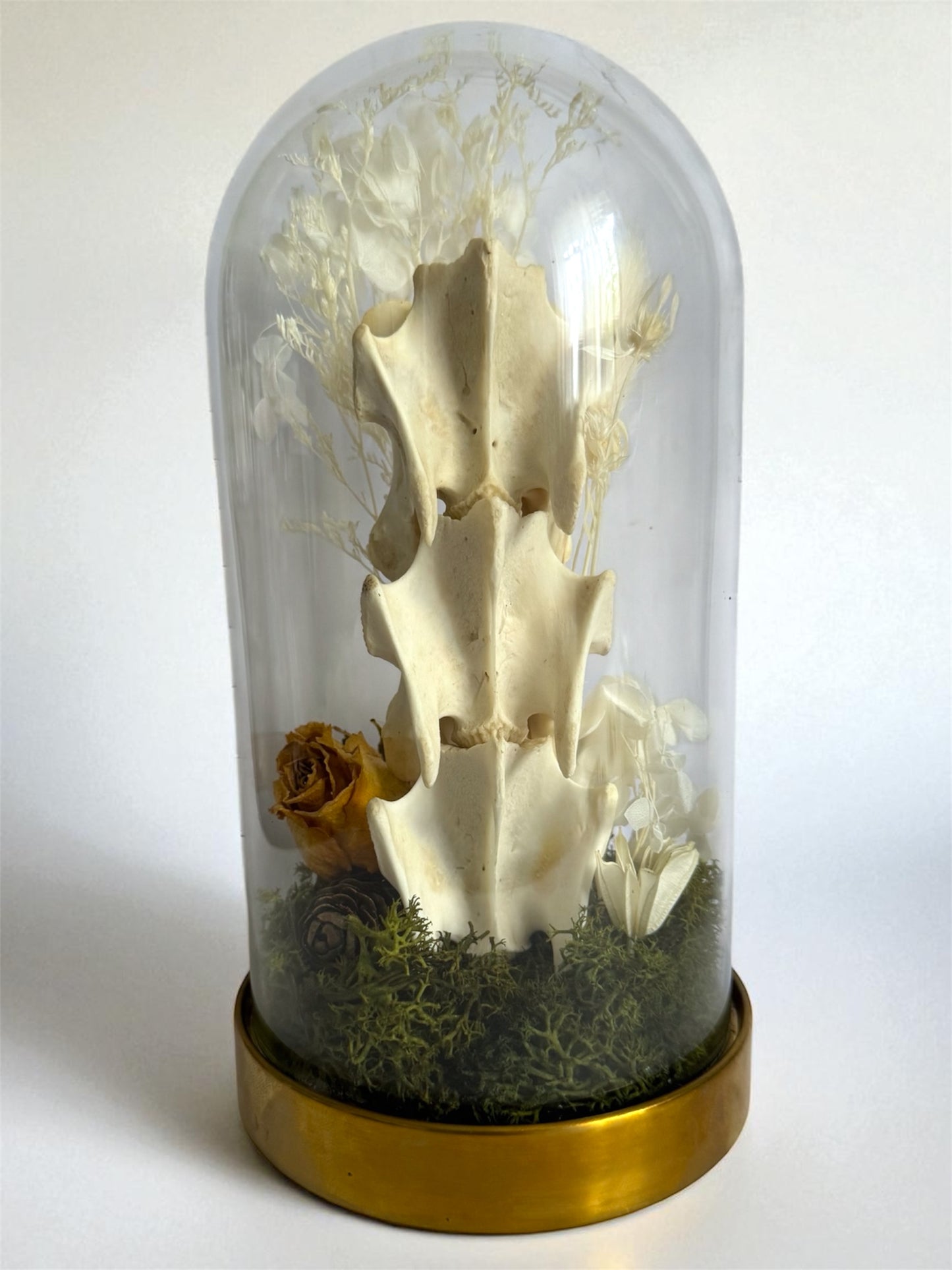 Spine Domes