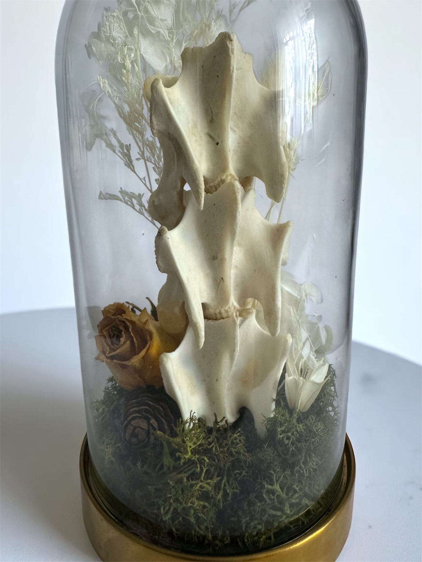 Spine Domes