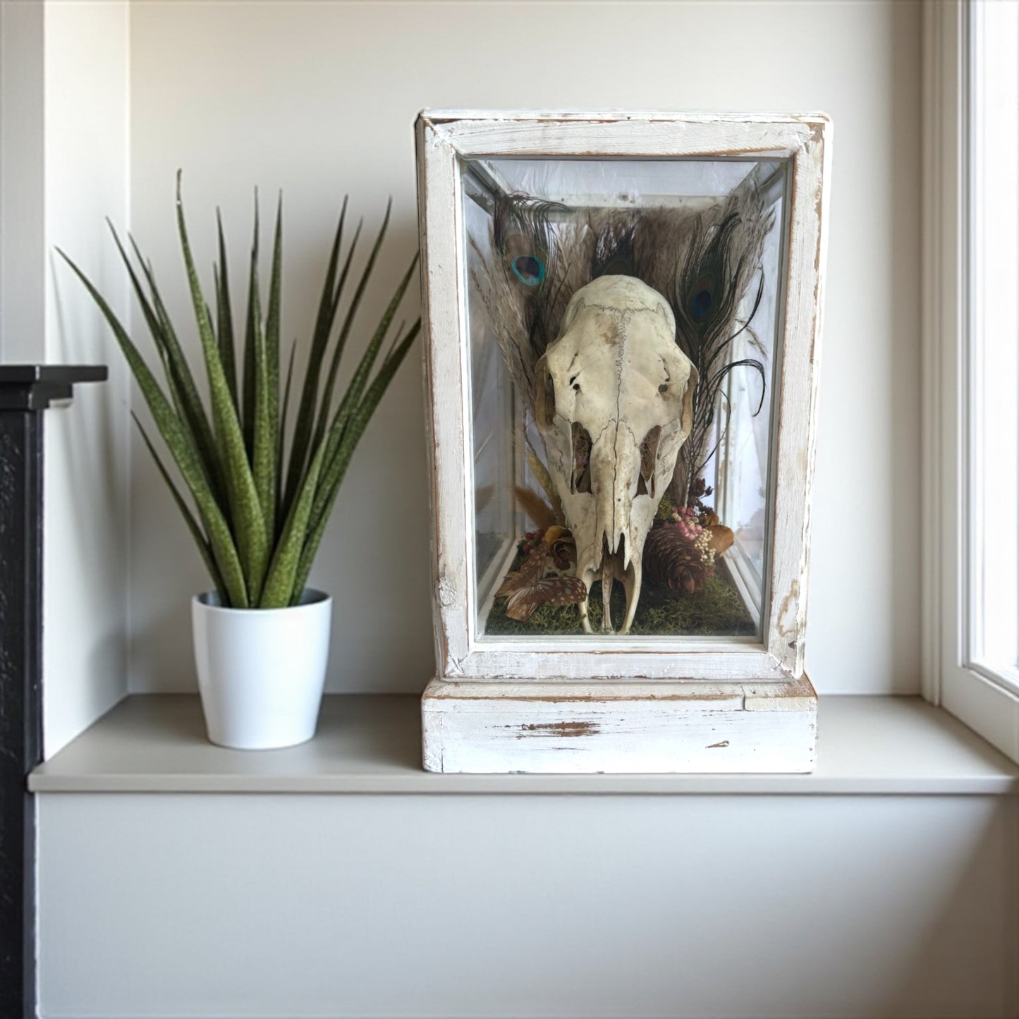 Deer Skull Vintage Wood and Glass Display