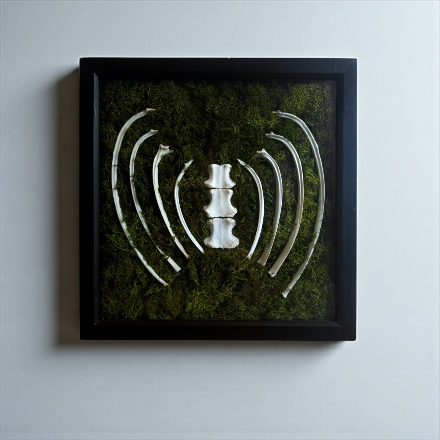 Bone & Moss Frames