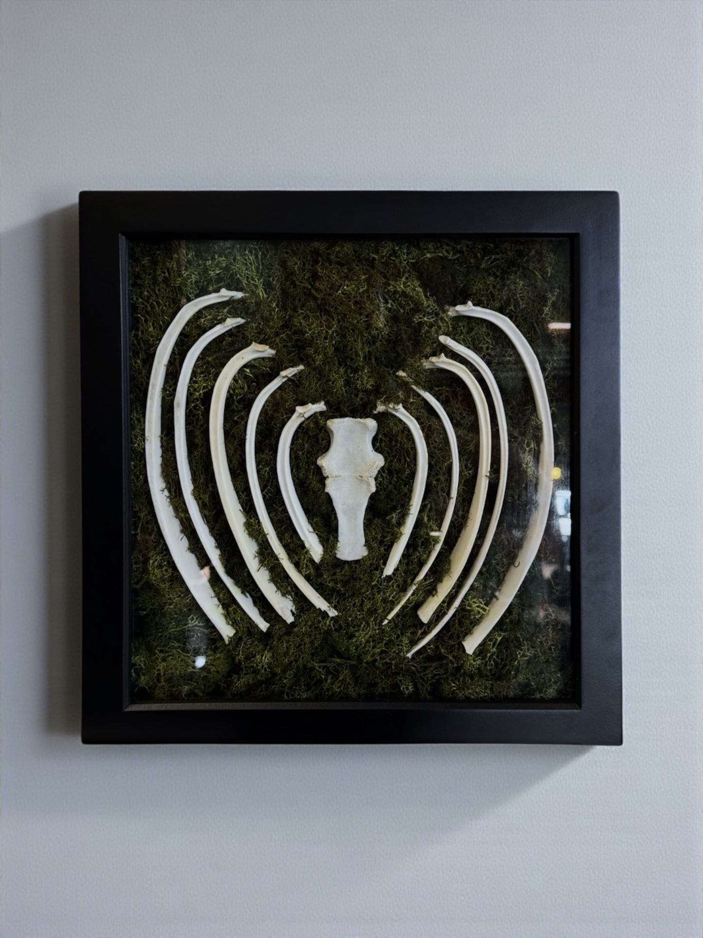 Bone & Moss Frames