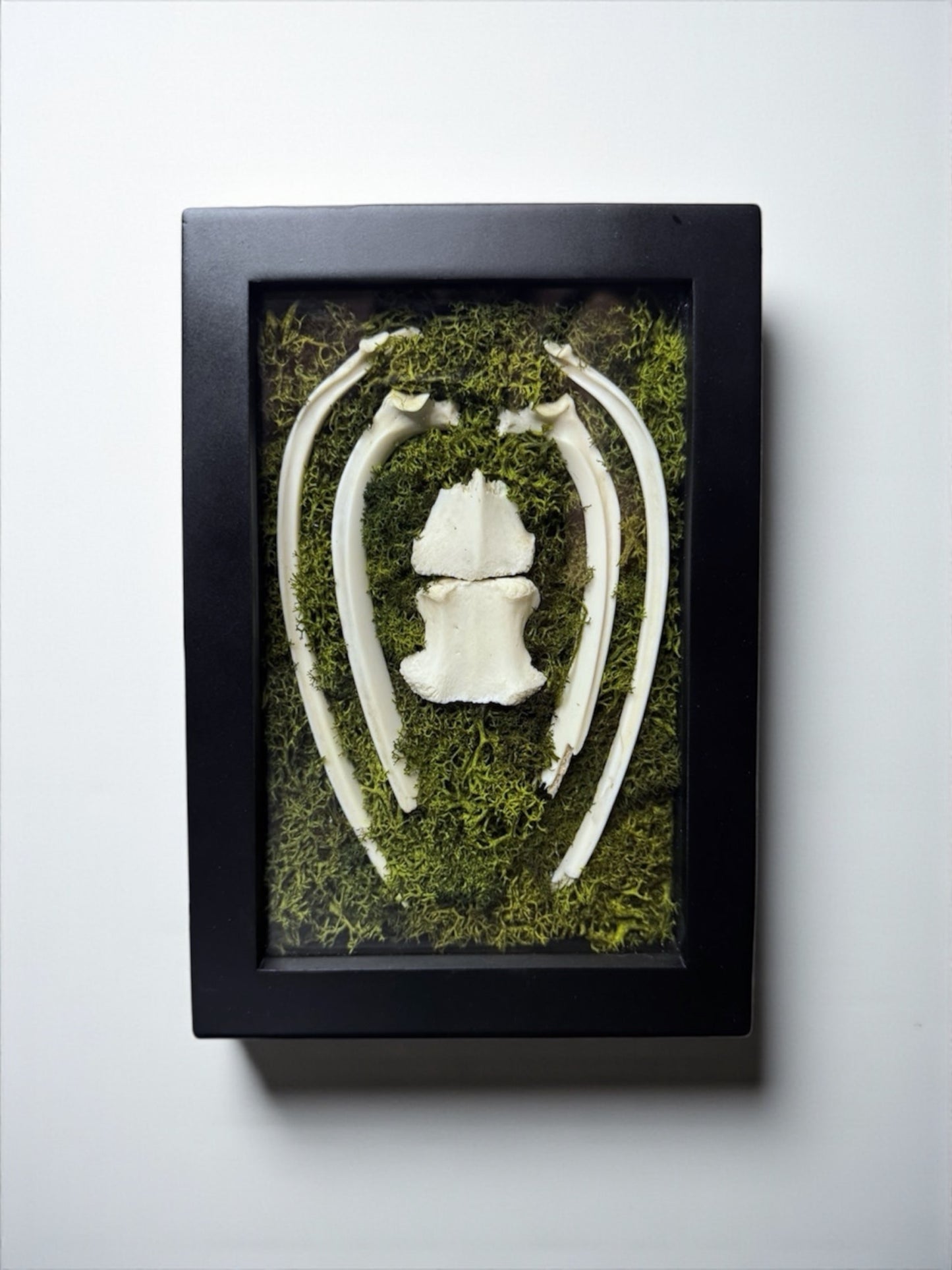 Bone & Moss Frames