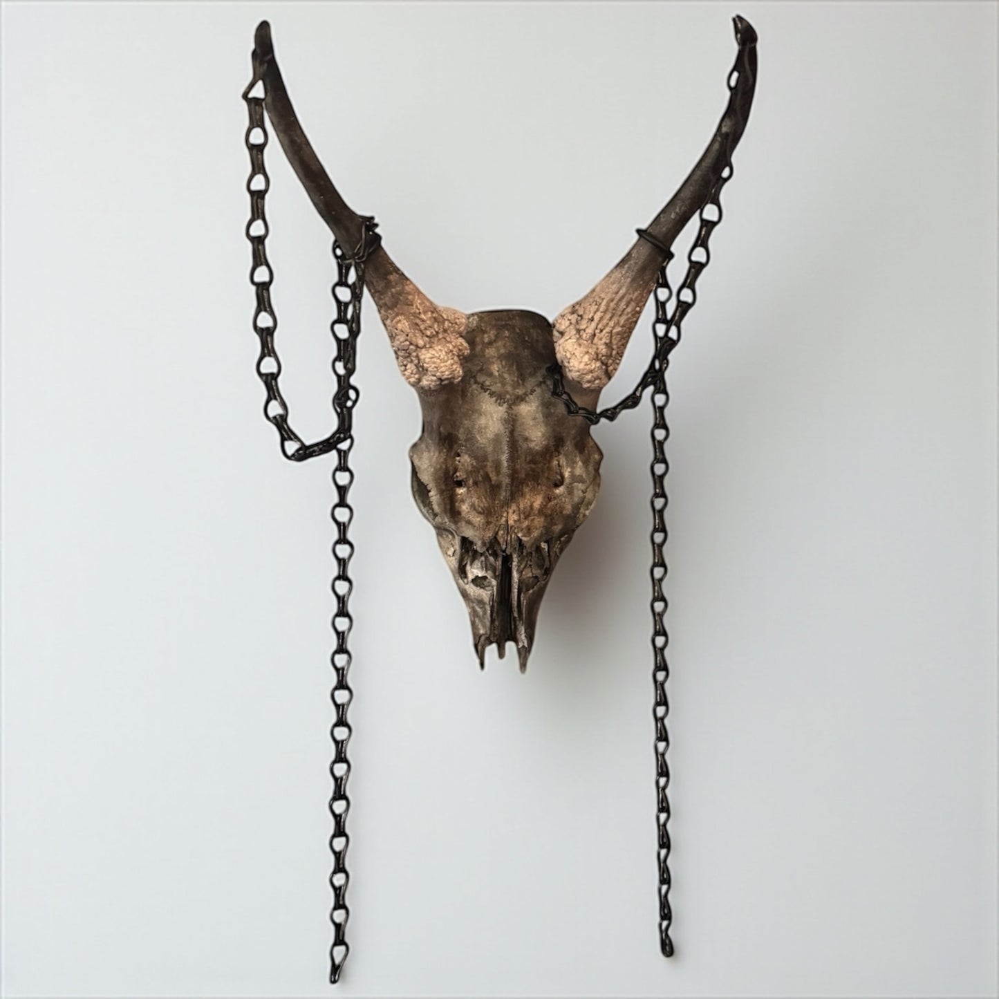 Deer Skull With Chains