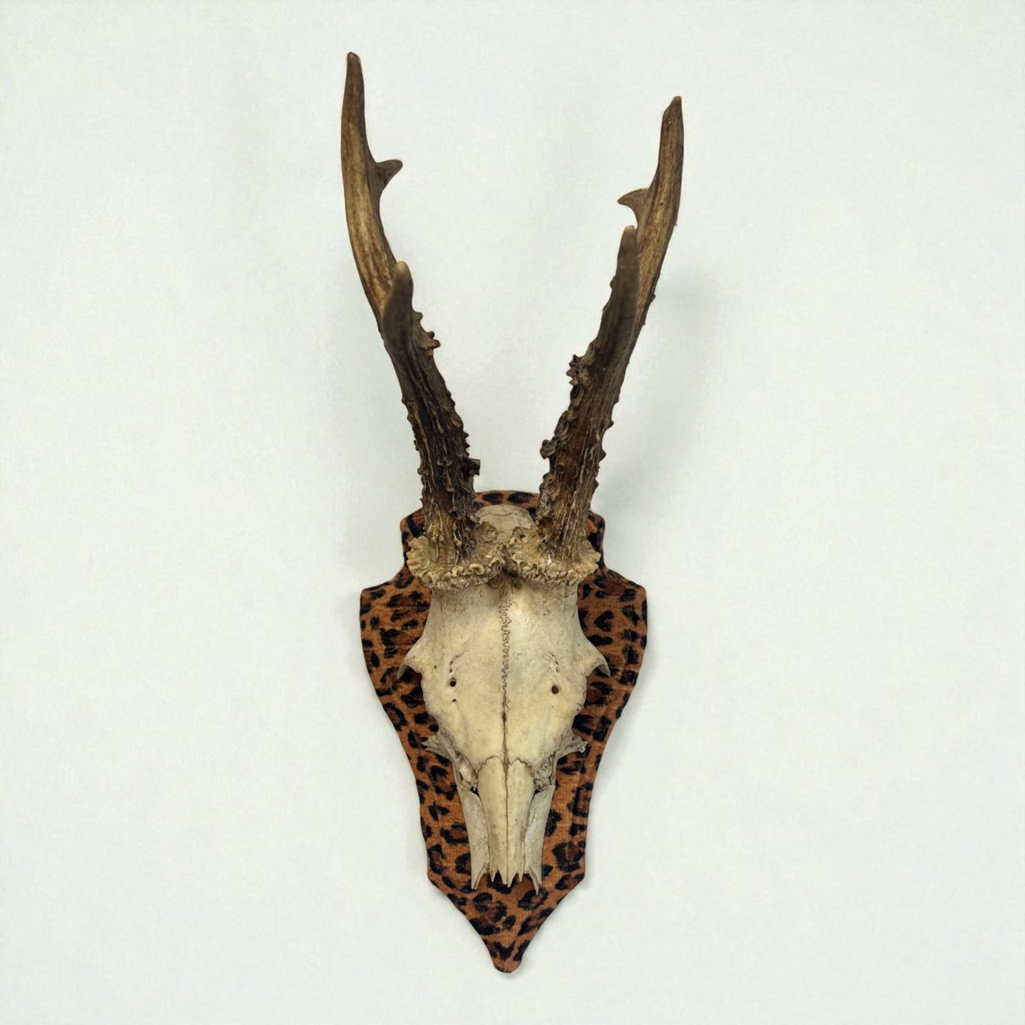 Mounted Deer Skull