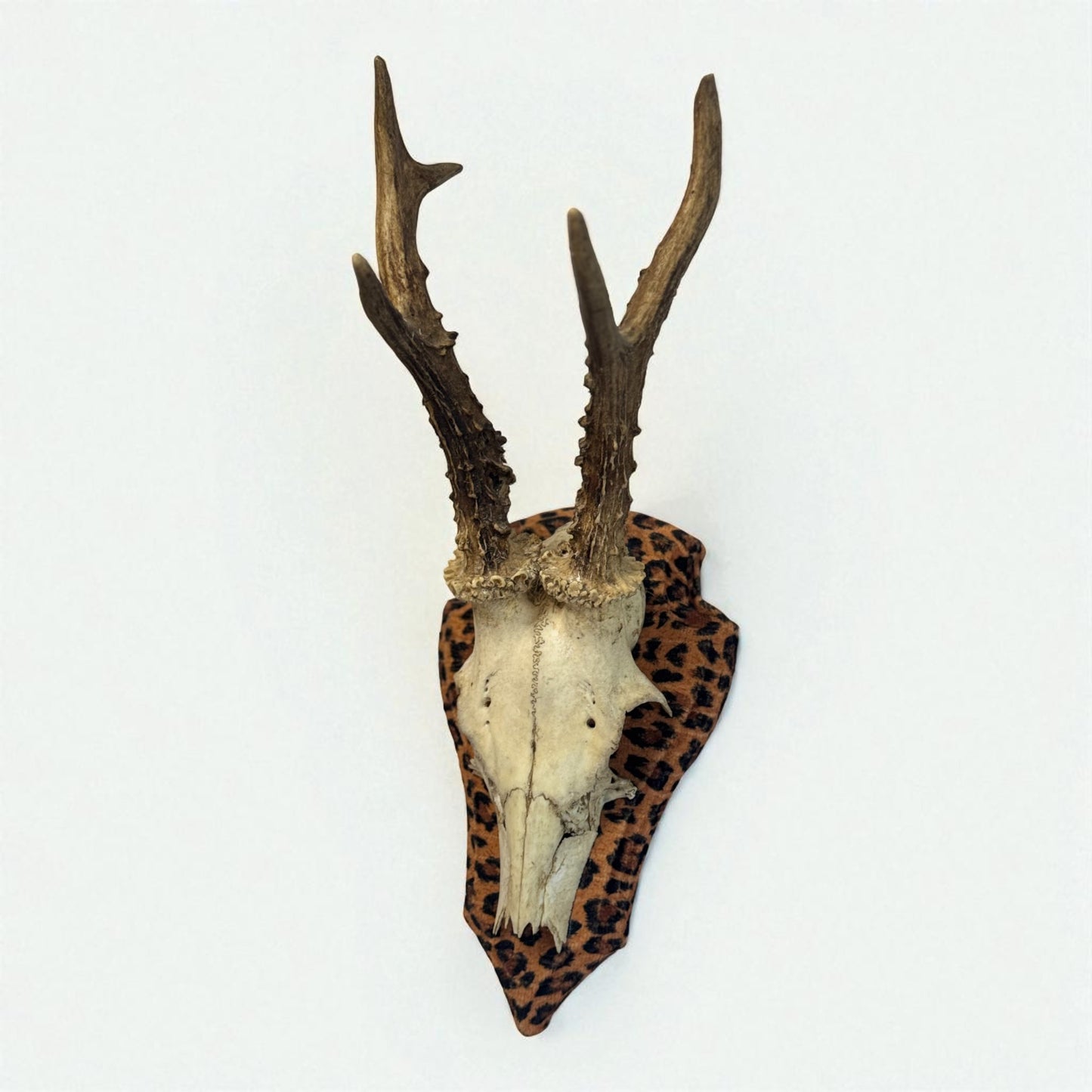 Mounted Deer Skull
