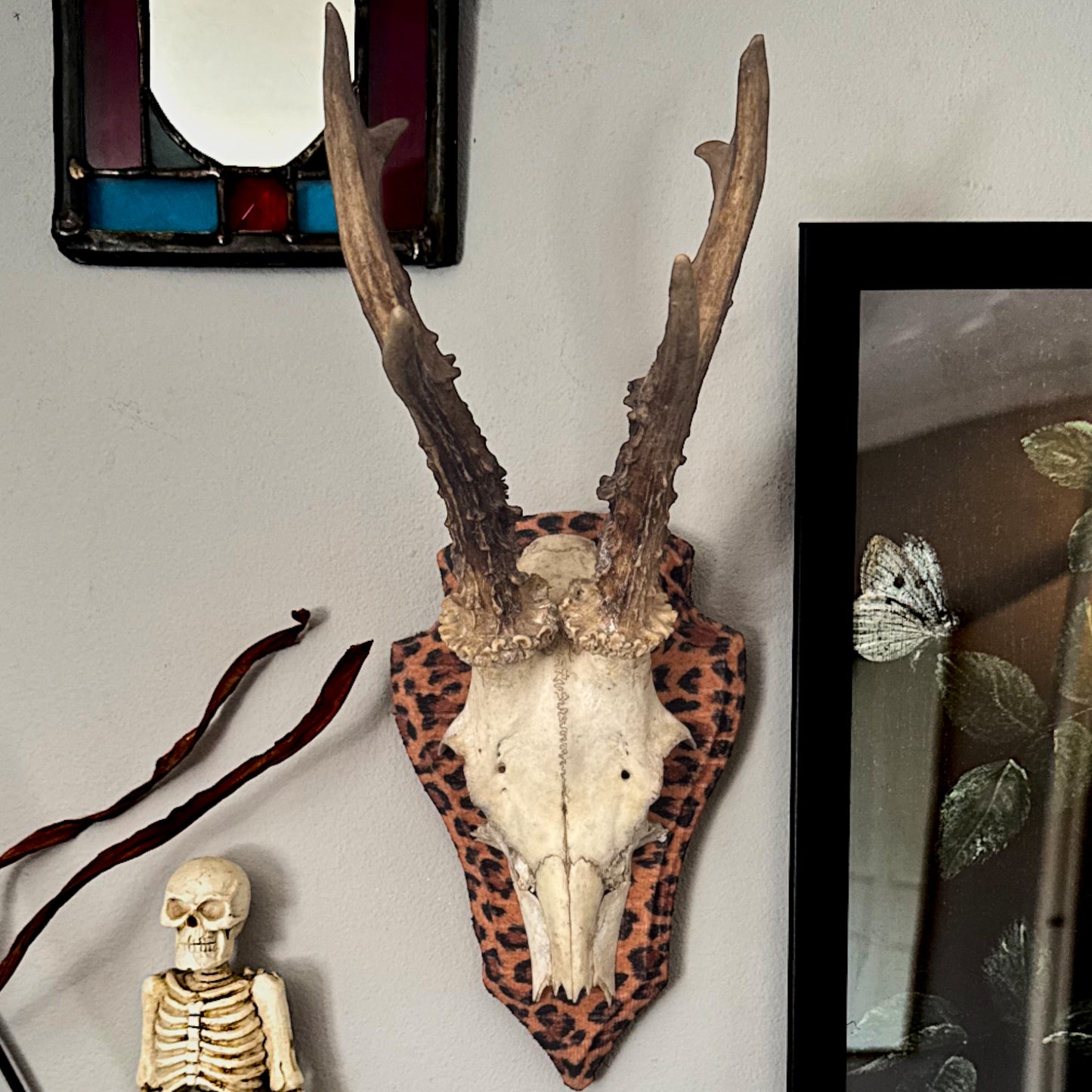 Mounted Deer Skull