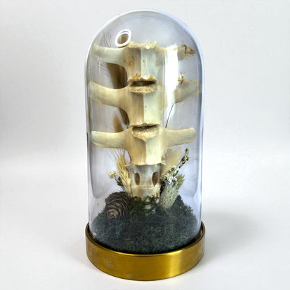 Spine Domes