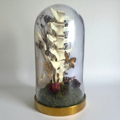 Spine Domes
