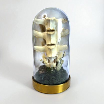 Spine Domes